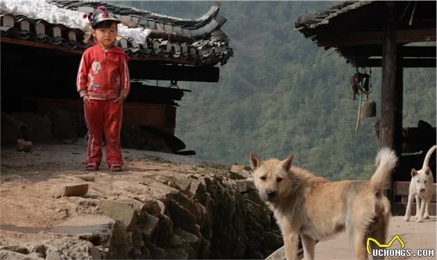 中华田园犬，那只“土狗”让我放弃了养狗的念头