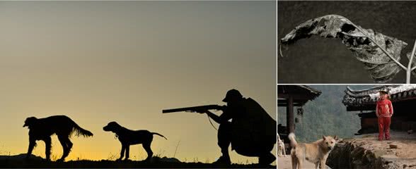 中华田园犬，那只“土狗”让我放弃了养狗的念头