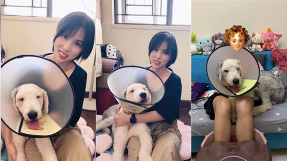 我是怎么领养了一只大型犬古牧，提前进入了猫狗双全的人生