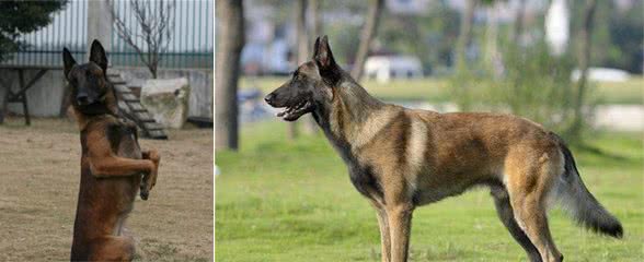 相比德牧，马犬还有这5个优势，看完你会选哪个？
