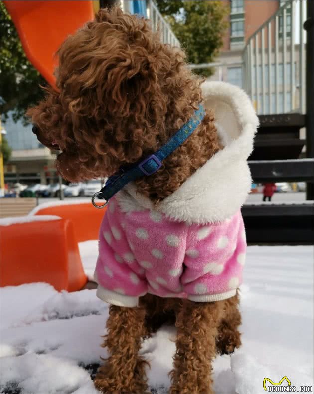 宠物在雪地玩耍注意哪些你知道吗