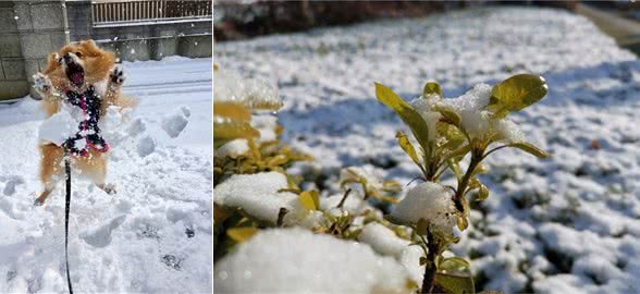 宠物在雪地玩耍注意哪些你知道吗