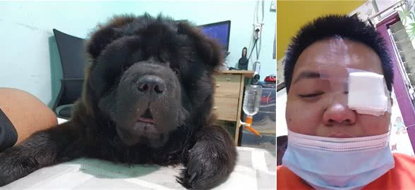 狗狗撞伤主人眼睛，本来爱睡觉的它突然黏人，一个小时看主人一次