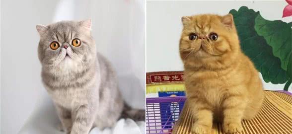 异国短毛猫拉稀怎么办？异国短毛猫拉稀的解决办法