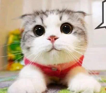 萌宠星球―折耳猫