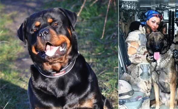 被这4种犬保护，如同一道铜墙铁壁，无论身在何处，都可高枕无忧