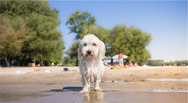 长毛犬究竟有多可爱？看“马耳他犬”就知道了