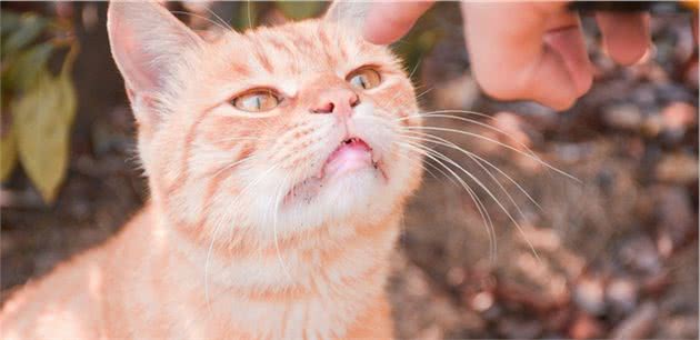 猫咪打喷嚏可能不止感冒，还有这些疾病需要注意！