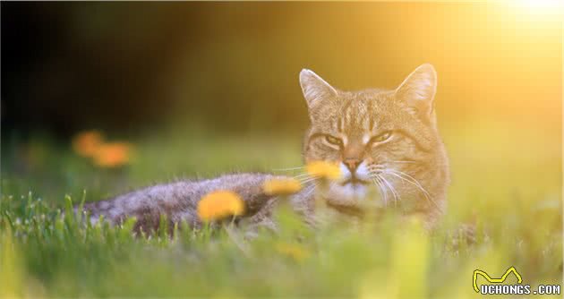 猫咪打喷嚏可能不止感冒，还有这些疾病需要注意！