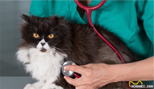 猫咪打喷嚏可能不止感冒，还有这些疾病需要注意！