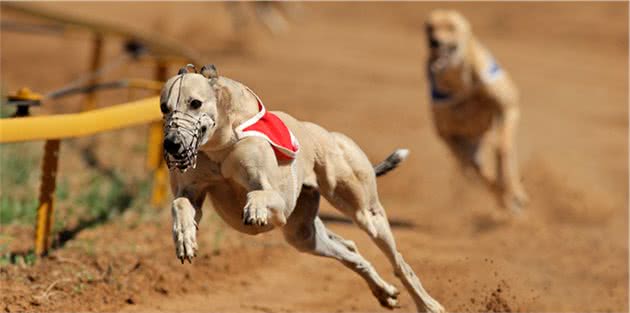 友尽！偷走朋友家的格力犬，为了掩人耳目，竟然还给它染了黑毛！