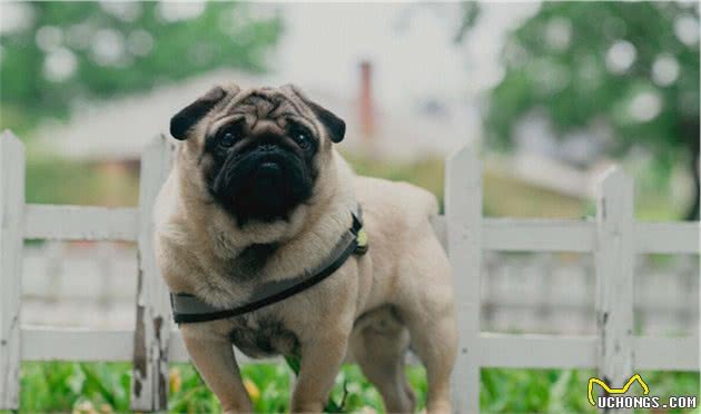 巴哥犬，养公的好还是母的好？