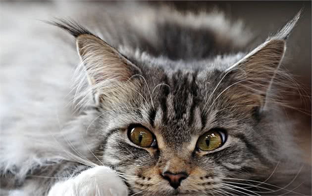 世界上最大的猫，虽然有着高达的外表，但是却是温柔的猫