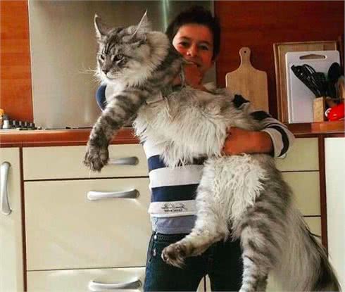世界上最大的猫，虽然有着高达的外表，但是却是温柔的猫
