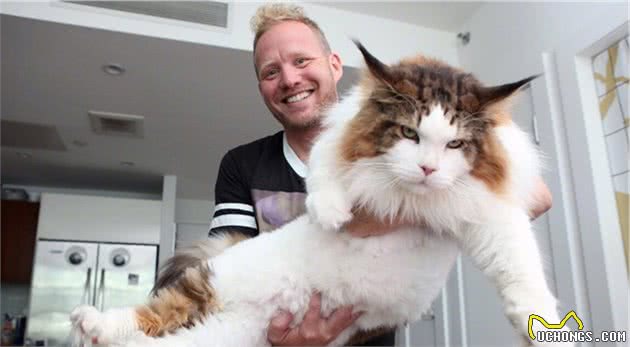 世界上最大的猫，虽然有着高达的外表，但是却是温柔的猫