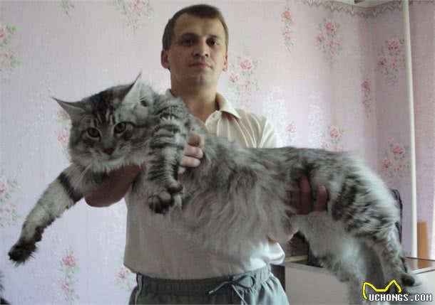 世界上最大的猫，虽然有着高达的外表，但是却是温柔的猫