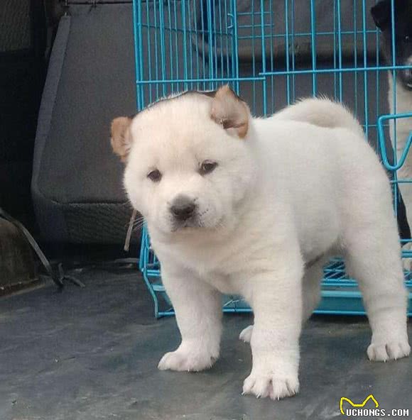 中华田园犬有八大优点，怪不得养过的人都说它好