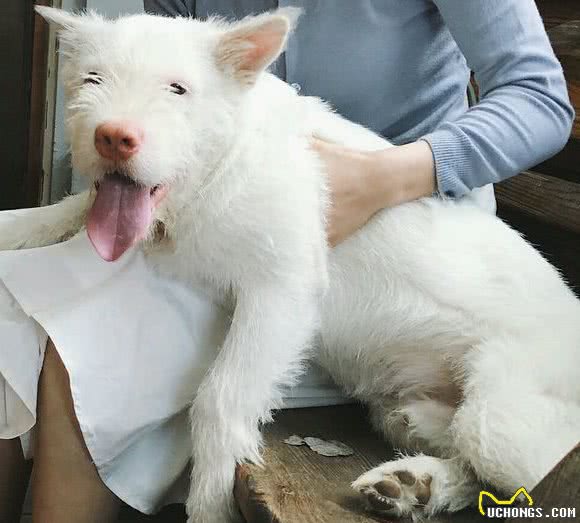 中华田园犬有八大优点，怪不得养过的人都说它好