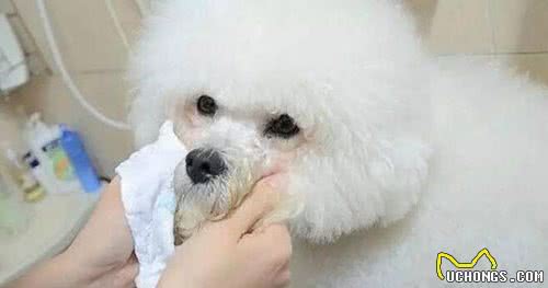 狗狗快速去泪痕