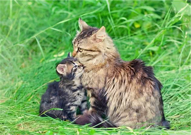 古埃及人吸猫两极化，制猫木乃伊，却为去世的猫自剃眉毛哀悼