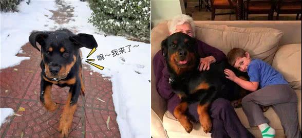 “猛犬”罗威纳为何那么多人喜欢饲养？看到这五个优点，我爱了