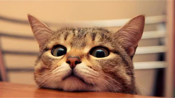 倾情奉上！选猫秘笈