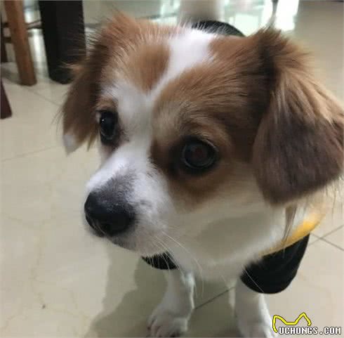 气质高雅、魅力迷人的博美犬和蝴蝶犬，在你心中哪种最漂亮？