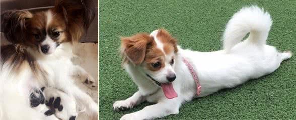 气质高雅、魅力迷人的博美犬和蝴蝶犬，在你心中哪种最漂亮？