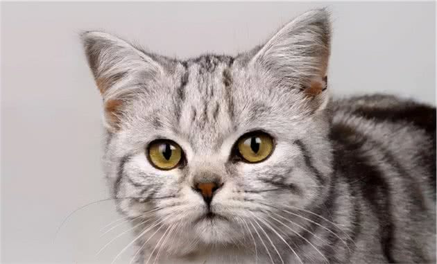 猫咪感冒四大症状