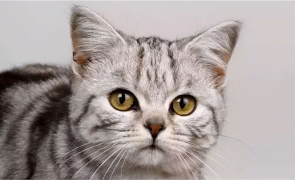猫咪感冒四大症状