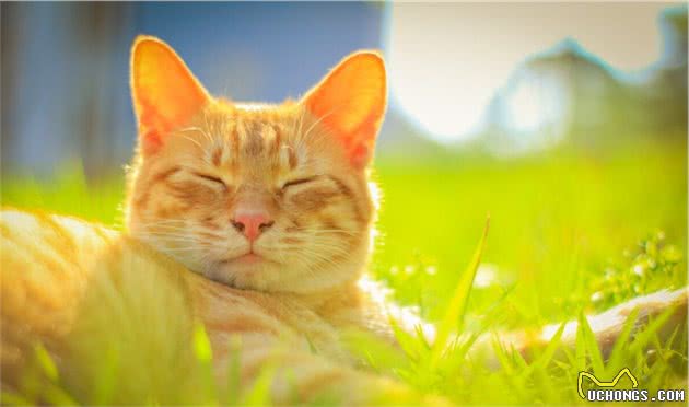 猫界七大“香猫”，自带清香，受不了臭味的宠主可以放心养