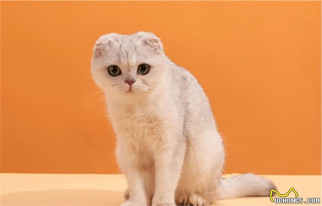 猫界七大“香猫”，自带清香，受不了臭味的宠主可以放心养