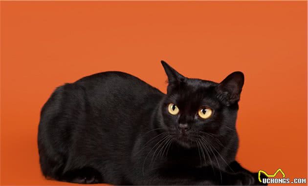 猫界七大“香猫”，自带清香，受不了臭味的宠主可以放心养