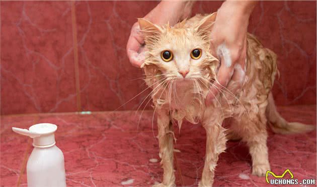 猫界七大“香猫”，自带清香，受不了臭味的宠主可以放心养