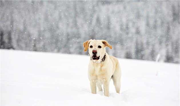 刚生完小狗的拉布拉多犬，被抛弃在冰天雪地，它的哀嚎声让人心疼