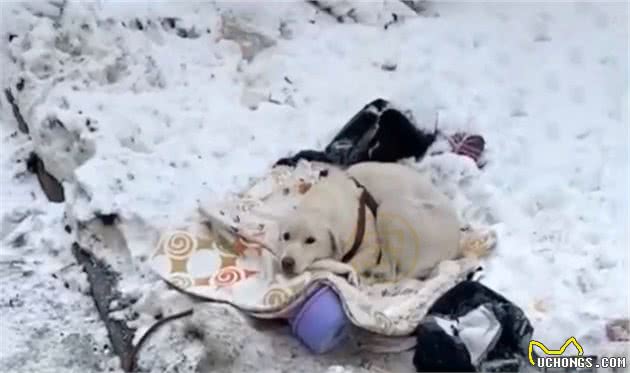 刚生完小狗的拉布拉多犬，被抛弃在冰天雪地，它的哀嚎声让人心疼