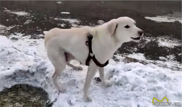 刚生完小狗的拉布拉多犬，被抛弃在冰天雪地，它的哀嚎声让人心疼