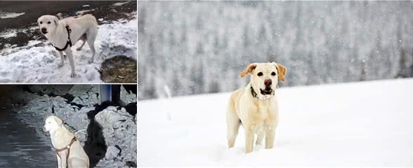 刚生完小狗的拉布拉多犬，被抛弃在冰天雪地，它的哀嚎声让人心疼