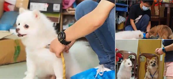 博美犬与串串打架，训犬师直接把爱挑事的那只狗干翻了