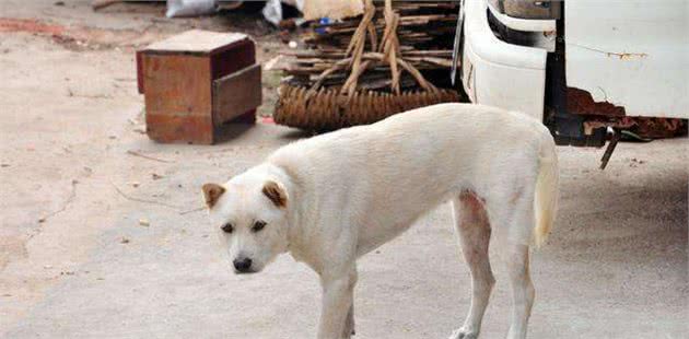 一只田园犬每天溜出门3小时，主人偷摸跟随，结果被狗狗所感动