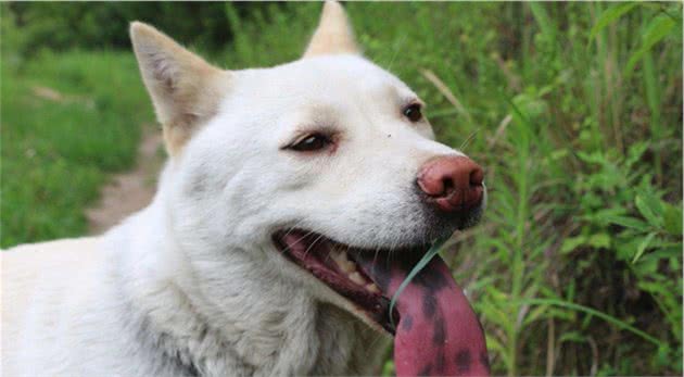 一只田园犬每天溜出门3小时，主人偷摸跟随，结果被狗狗所感动