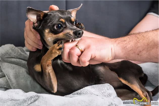 路遇“恶犬”怎么办？你需要学会这几招，自救、救人很实用