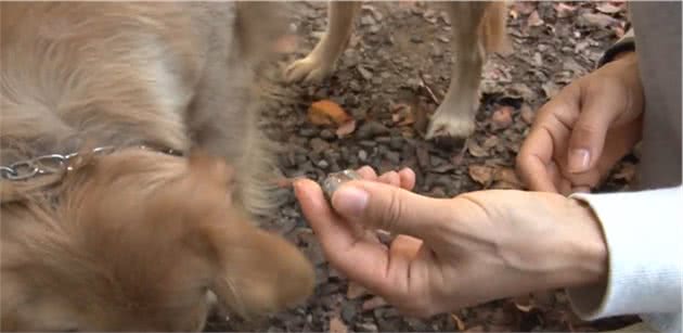 金毛犬爱“吃石头”的特殊癖好令人头疼，真相竟是太孤独了