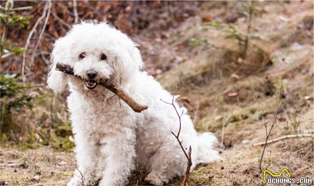 原来牧羊犬有很多种，而我却只认识3种，你呢？