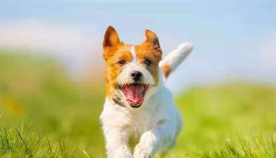 在与你家爱犬交流中，你能理解，它摇尾巴表达的意思吗？