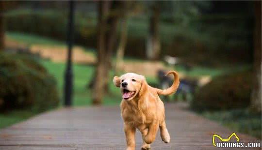 在与你家爱犬交流中，你能理解，它摇尾巴表达的意思吗？