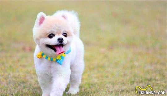 在与你家爱犬交流中，你能理解，它摇尾巴表达的意思吗？