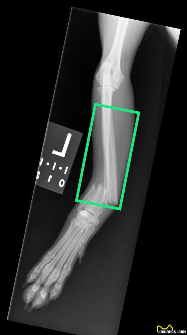 宠物医生帮你分析狗狗不同部位的骨折，该如何选择治疗方案