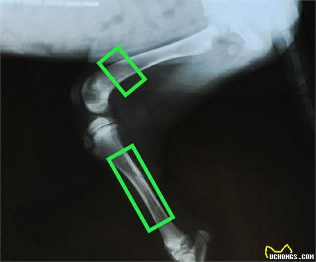 宠物医生帮你分析狗狗不同部位的骨折，该如何选择治疗方案