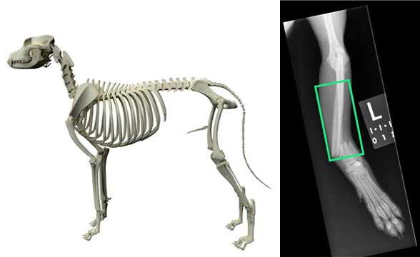 宠物医生帮你分析狗狗不同部位的骨折，该如何选择治疗方案